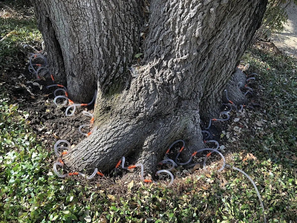 Detailed Tree Cabling and Bracing job site in Accokeek
